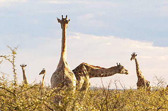 Giraffe's grazing seen during African Safari tour.