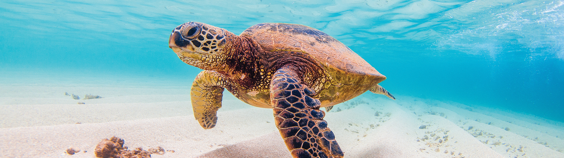 Eco-Tourism Promise