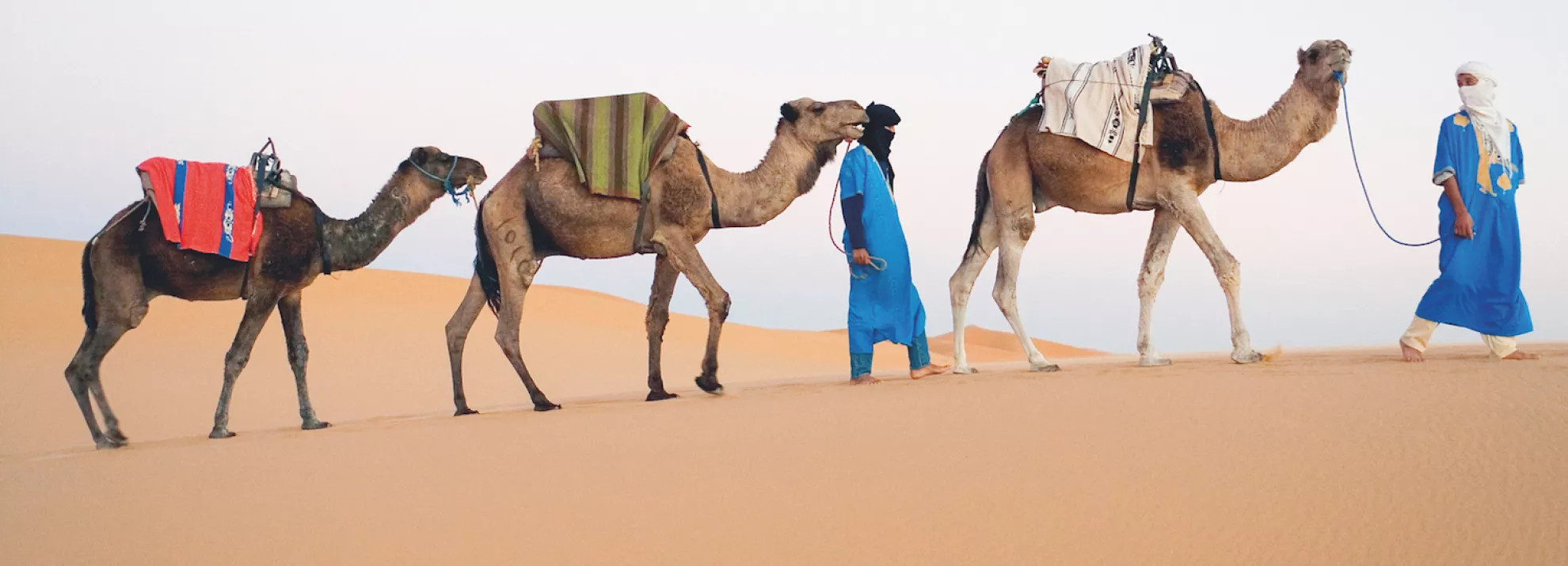Camels walking across the sand in the Sahara desert