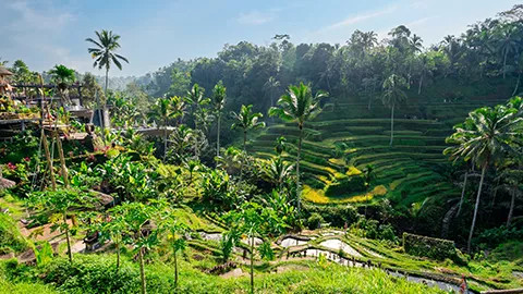 Tegallalang Rice Terraces in Ubud, Bali, Indonesia