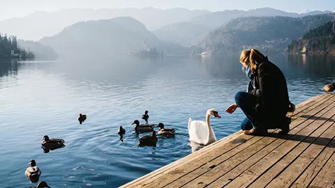 Person holding their hand out to a large bird on the edge of Lake Bled.