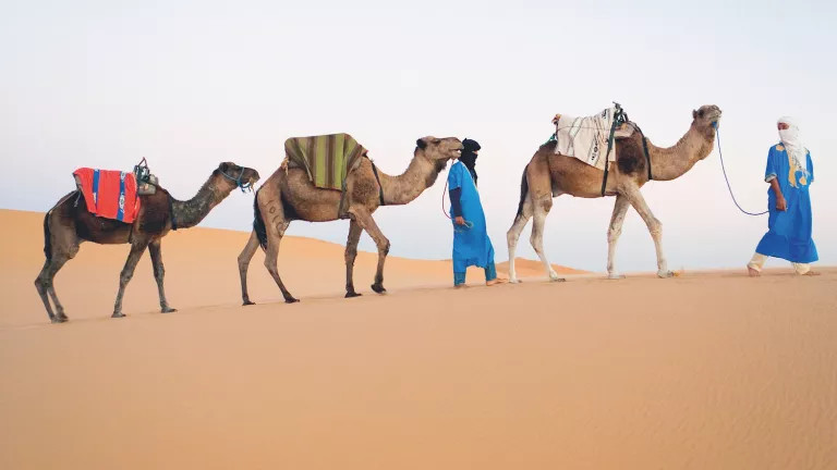Camels walking across the sand in the Sahara desert
