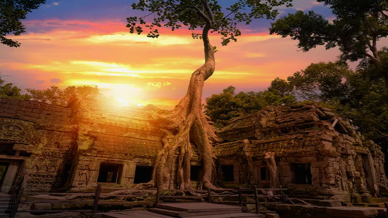 The sun setting over a temple with a large tree growing in the center in Ankor Wat.