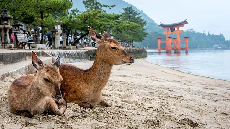 Two deer sit on the shore of Miyajima Island near the floating torii gate of the Itsukushima Shrine.