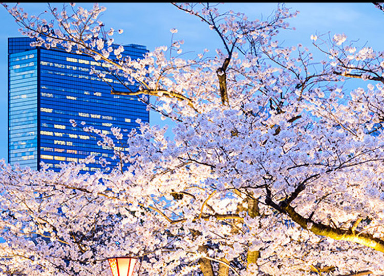 Cherry blossoms in bloom lit up in Japan.