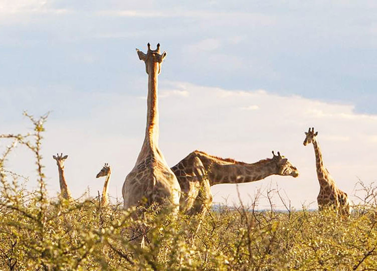 South West Safari 19 Day | Topdeck Travel