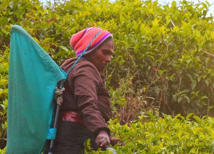 Delve Deep: Sri Lanka