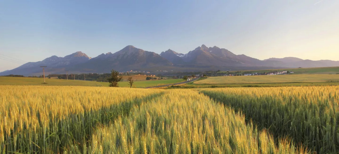 Large wheat fields with a mountainous landscape behind.