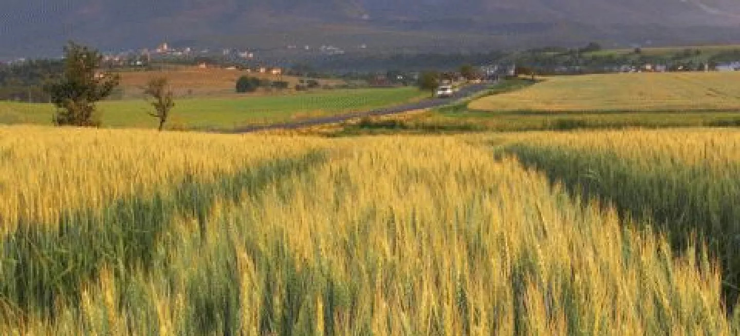 Large wheat fields with a mountainous landscape behind.