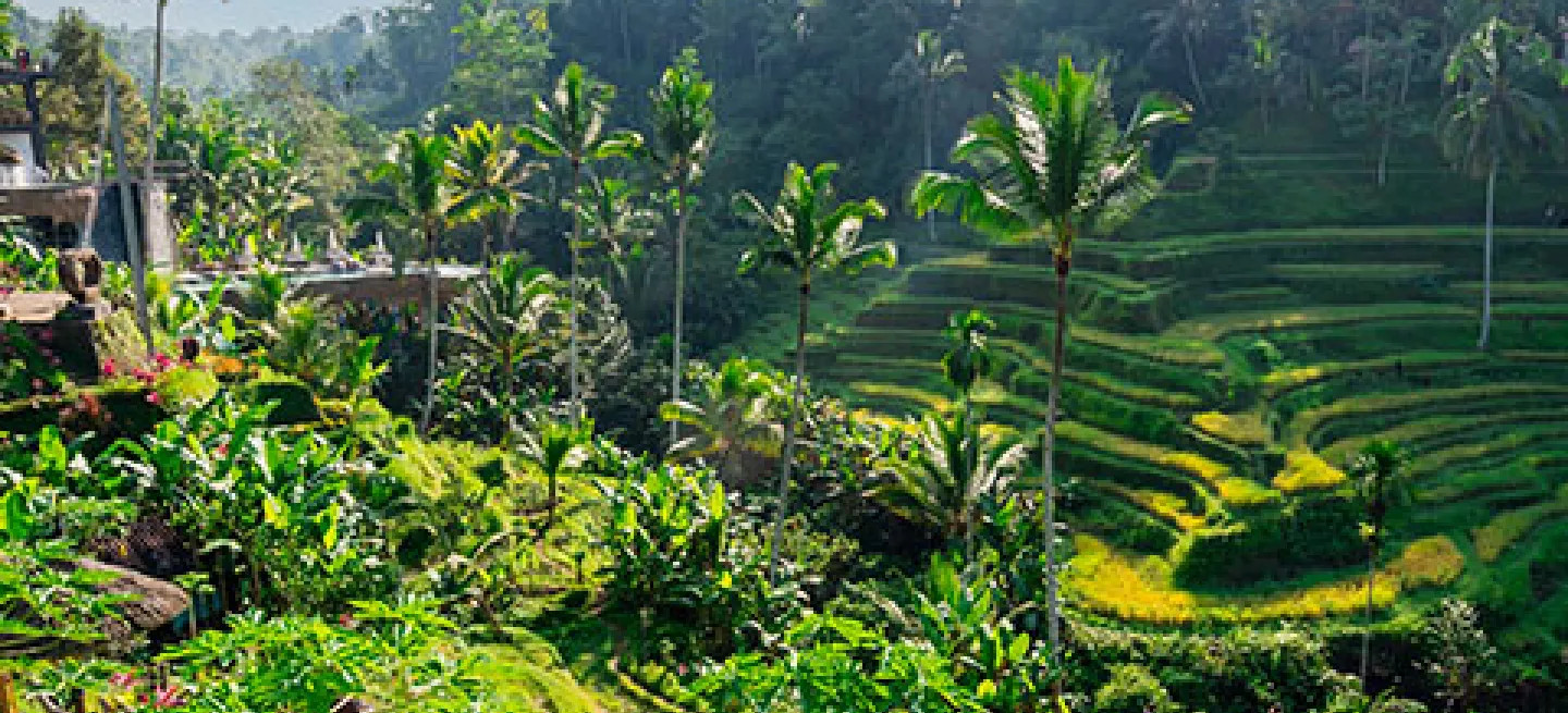 A view of the lush Tegallalang Rice Terraces in Ubud, Bali.