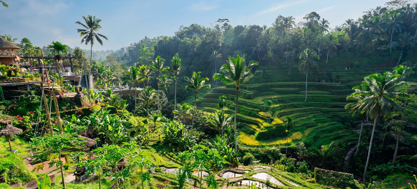 A view of the lush Tegallalang Rice Terraces in Ubud, Bali.