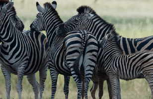 Delve Deep South Africa (Safari)