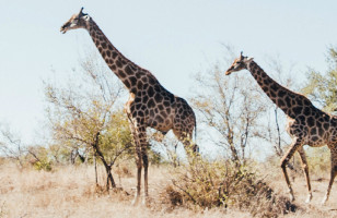 Delve Deep South Africa & Zimbabwe (Safari)