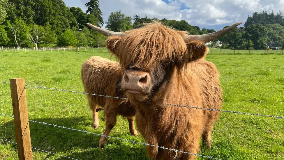 Highland cow with two large horns behind a wire fence a grassy paddock.