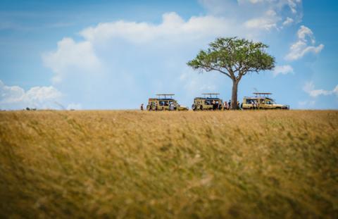 A safari scene of grass, tree and cars