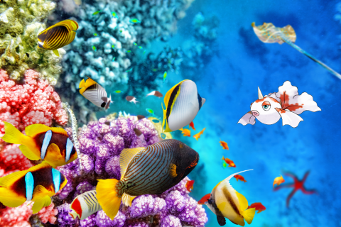 Fish swimming in the Great Barrier Reef with goldeen Pokemon on the right-hand side