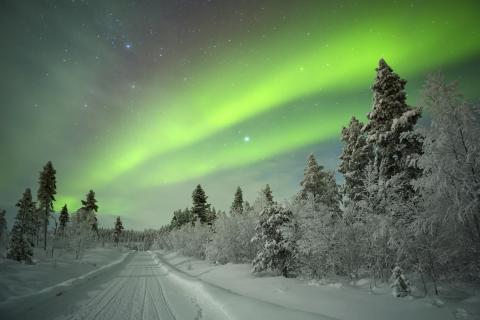 A snowy road and trees with bright, green Northern Lights in the sky