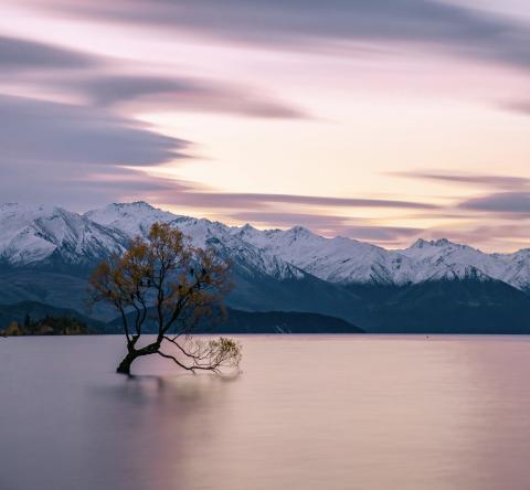 a lone tree in Lake Wanaka