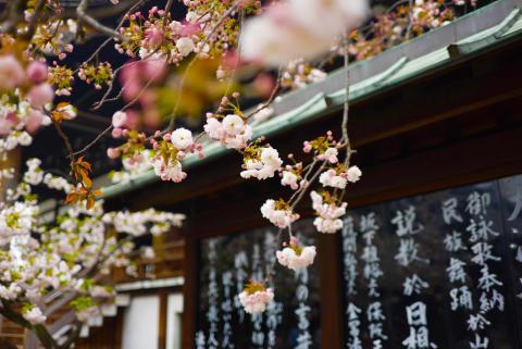 A close up picture of cherry blossoms
