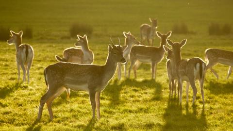 Deers in Richmond Park