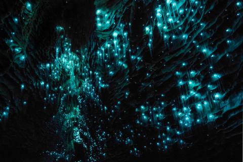 A dark cave in Waitomo, New Zealand, lit up by small blue lights, which are actually glowworms
