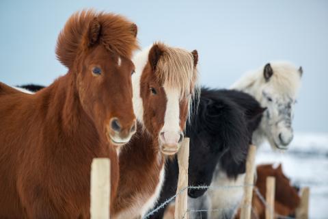 Four furry Iceland horses