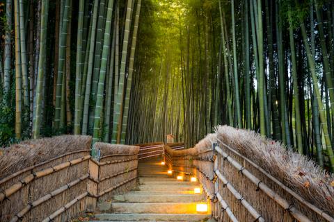 A walkway surrounded by bamboo in the Arashiyama Bamboo Forest