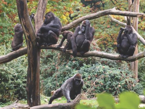 Gorillas sitting in the trees in Uganda