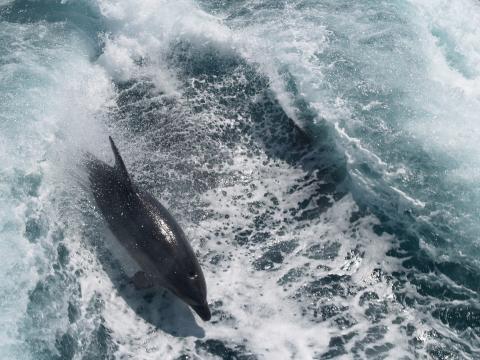 A dolphin jumping out of the water 