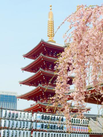cherry blossoms in Japan, in front of a building