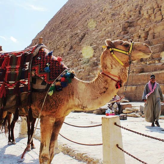 Camel with yellow harness and red saddle standing next to a Egyptian pyramid.