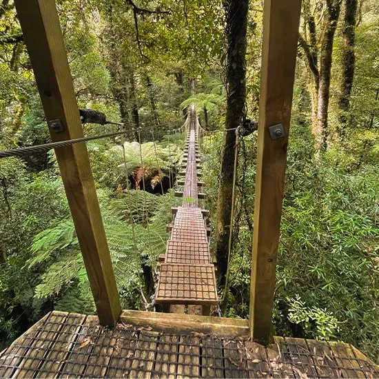 Swing bridge in forest at Rotorua Canopy Tours in New Zealand.